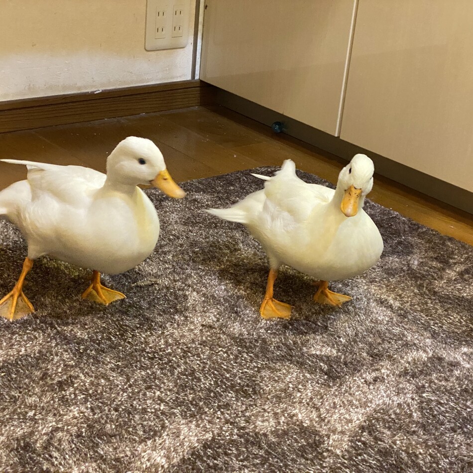 コールダックのメスのカバー写真