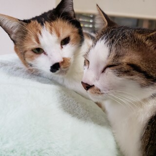 おっとり甘えん坊三毛猫ジャスミンちゃん