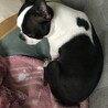 の写真