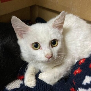 室蘭の漁港で保護しました(トライアル中)