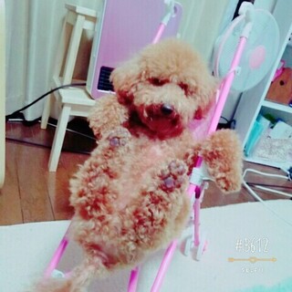 里親を募集しています