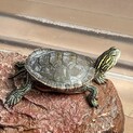 セイブニシキガメ　甲長6センチほど