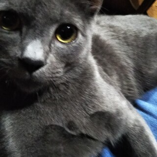 文句なし!賢く懐っこいロシアンブルー風