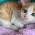 可愛い子猫急募!!