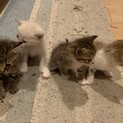 子猫里親募集中
