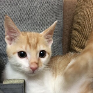 とっても甘えん坊。元気な男の子です！