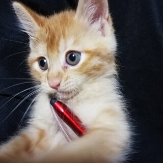 チャトラン・・ありがとうございました。