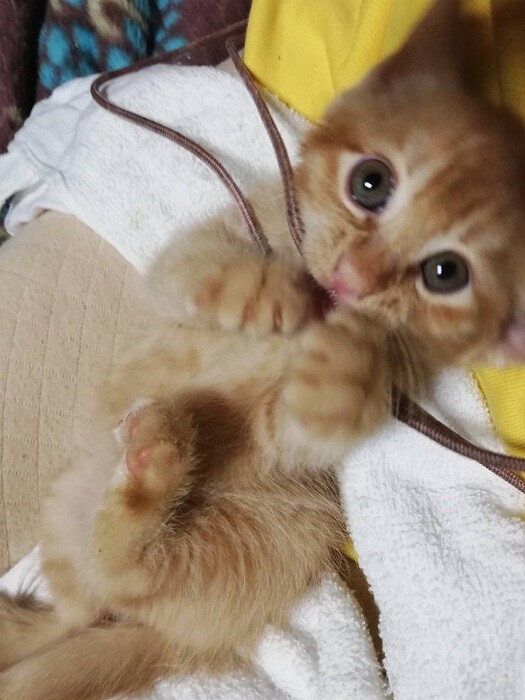 チャトラン・・ありがとうございました。 サムネイル2