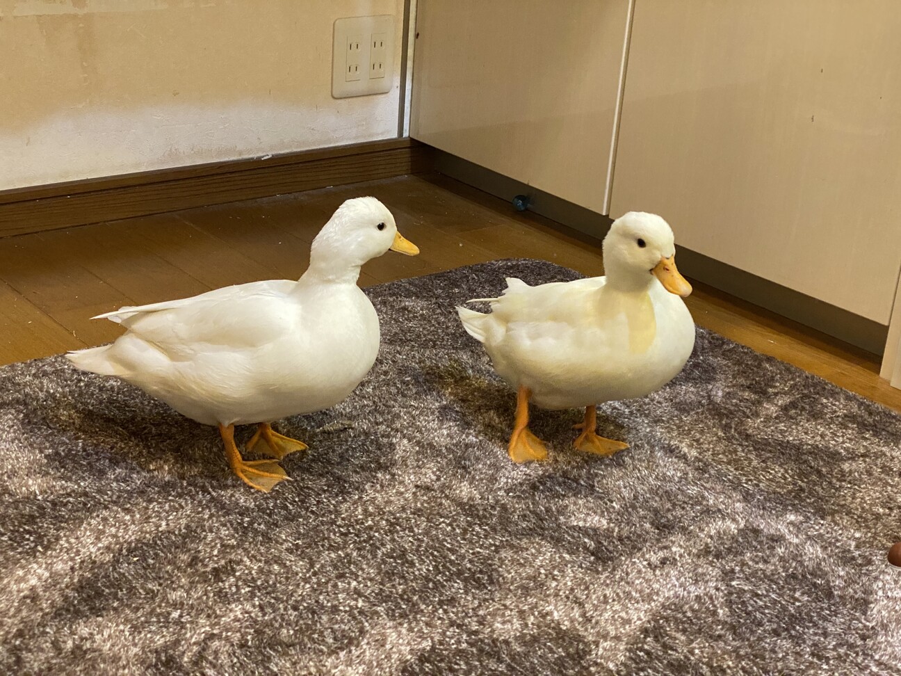 511 オリエンタル酵母　BC-6 カモ、アヒル、コールダック飼料 13キロ オリエンタル酵母 BC-6 カモ、アヒル、コールダック飼料 業務用