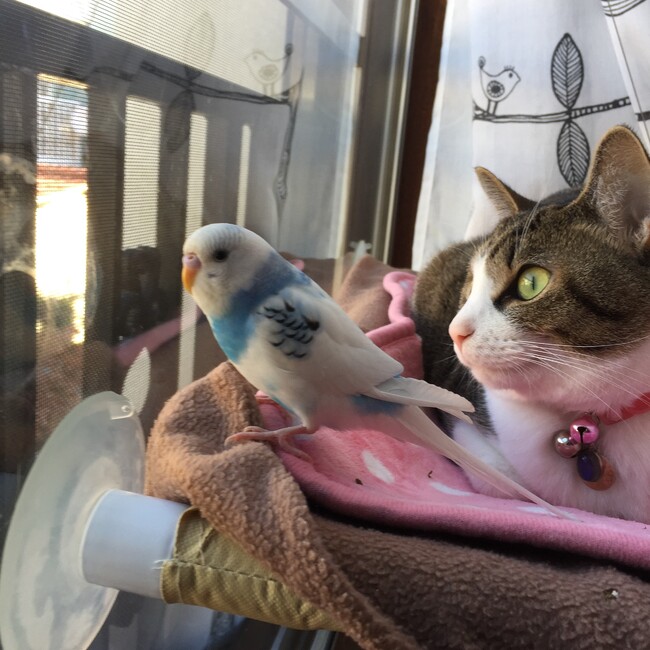 shigdaddyのカバー写真