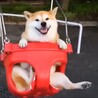 ちゃっころ