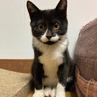 室蘭市の漁港で保護しました(現在トライアル中)