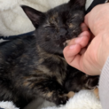 でれでれ子猫ちゃんの里親さん探してます！