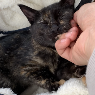 でれでれ子猫ちゃんの里親さん探してます！