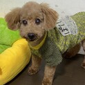ぽてと☆元気いっぱい少し怖がりなトイプー♂