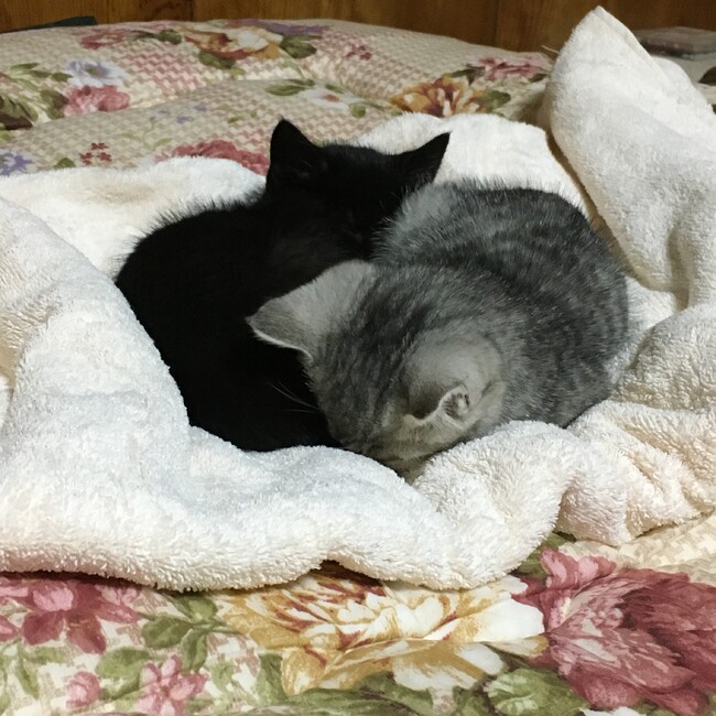 ＴＫＣのカバー写真