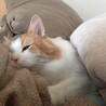 モンブランタルト