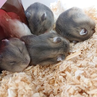 ハムスター里親募集