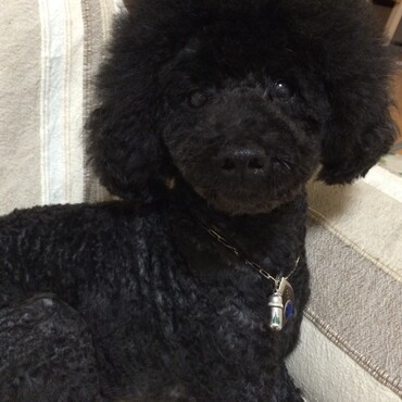 トイプーのカブ♡アフロカット✂️