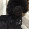 トイプーのカブ♡アフロカット✂️