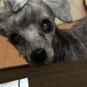 トイプー19歳　心はずっと一緒
