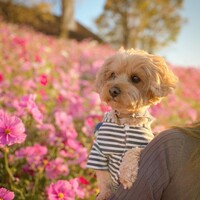 きなこ