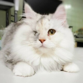 【12/6東日本橋】長毛ふわふわ♡アリスちゃん