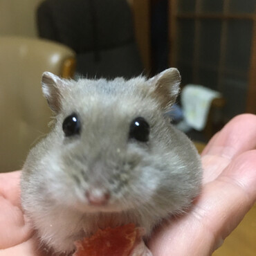 2019.9月生まれ公ちゃんは、2022.5月にお星様になりました。