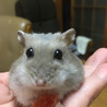 2019.9月生まれ公ちゃんは、2022.5月にお星様になりました。