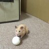 ピン球でサッカー@おはぎ　2歳になってすぐに亡くなりました、
