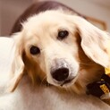 手術を乗り越えたレビン君に新しい家族をください