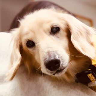 手術を乗り越えたレビン君に新しい家族をください