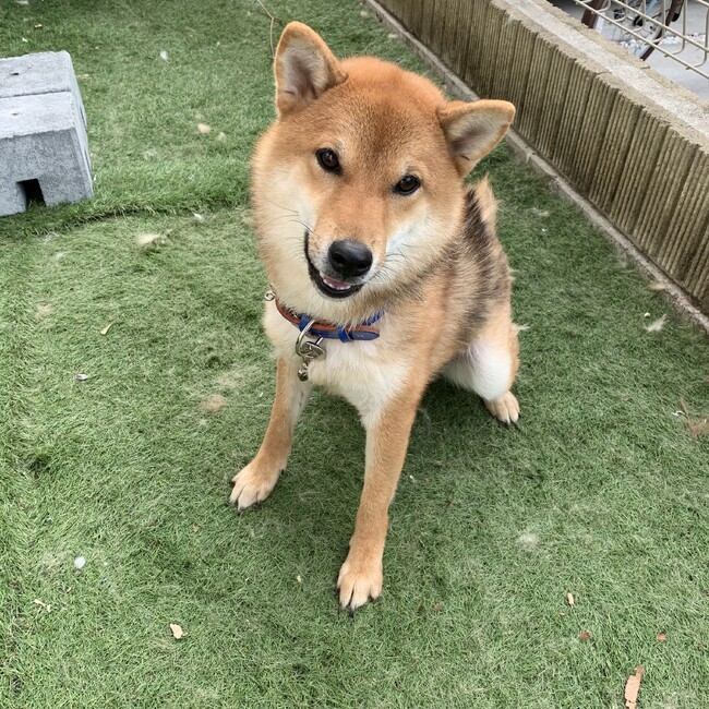 すけ269のカバー写真