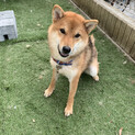 1歳4ヶ月の芝犬です！