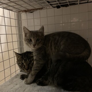 生後2.3ヶ月の赤ちゃん　男の子