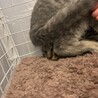 生後2.3ヶ月の赤ちゃん　男の子 サムネイル2