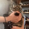 生後2.3ヶ月の赤ちゃん　男の子 サムネイル3