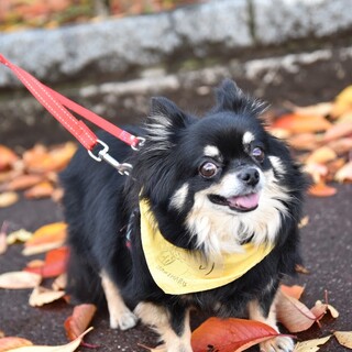 コトリちゃんお見合い予定です