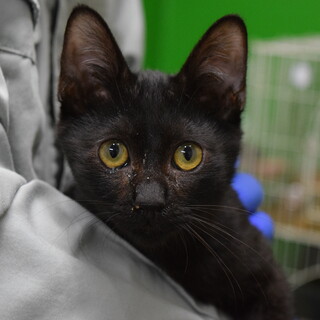 人懐っこいキンくんです！