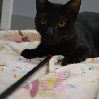 甘えん坊の黒猫、すみくん