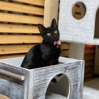 お膝も抱っこも大好き！ゴロスリの甘えん坊カルビくん