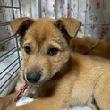 とってもかわいいちゃお君です