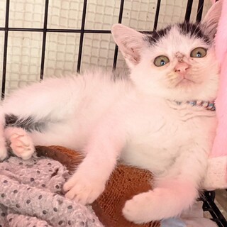 トライアル中　cuteな黒白★ピアス