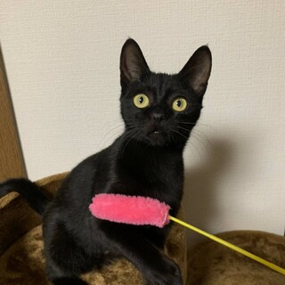 【12/5or6譲渡会】めちゃくちゃ人馴れした黒猫