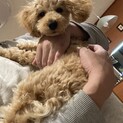 急募　里親募集