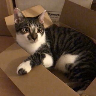 【募集番号349542で再募集中！】仲良し3兄妹