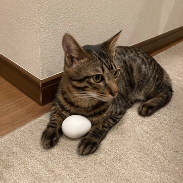 卵を渡すと、舐めて可愛がります。