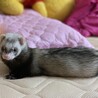 パスバレーフェレット 2匹　 サムネイル2