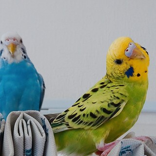 ✾セキセイインコ♀2羽です✾