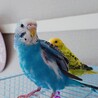 ✾セキセイインコ♀2羽です✾ サムネイル2